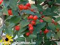 Dağ Muşmulası Cotoneaster Franchetti
