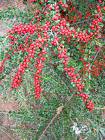 Dağ Muşmulası Cotoneaster Horizontals