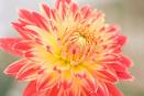 Dahlia Sp.