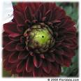 Dahliya , Yıldızçiçeği Dahlia Sp.