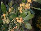 Defne Laurus Nobilis
