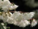Deutzia Candissima