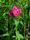 Dianthus Barbatus L.