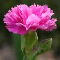 Dianthus Caryophyllus