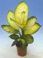 Dieffenbachia Camilla
