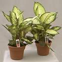 Dieffenbachia Compacta