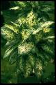 Difenbahya Dieffenbachia Compacta