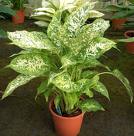 Diffenbahya Dieffenbachia (Amoena)