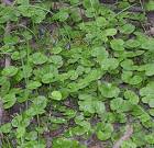 Dikondra Dichondra Repens