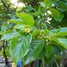Diospyros Kaki