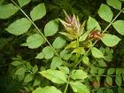 Dişbudak Fraxinus Excelcior