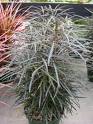 Dizygotheca Elegantissima