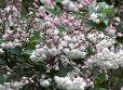 Doçya - Havlu Püskülü Deutzia Candissima