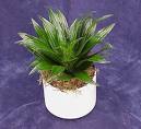 Draceaena Deremensis (Compacta)