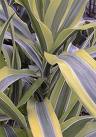 Draceaena Fragrans
