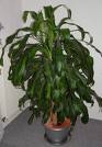 Draseana Ejderkanı , Kardeşkanı Draceaena Fragrans