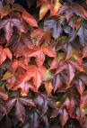 Duvarsarmaşığı Parthenocissus Tricuspidata