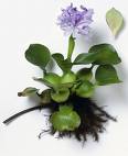 Eichhornia Crassipes
