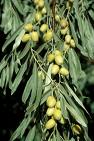 Elaeangnus Angustifolia Var Orientalis L.