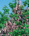 Erguvan Cercis Siliguastrum