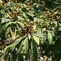 Eriobotrya Japonica Lindley