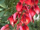 Erythrina Crista - Galli