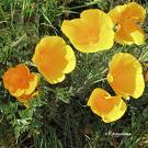 Eschscholzia Californica