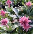 Eşmeya Aechmea Fasciata