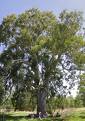 Eucalyptus Camaldulensis Dehn