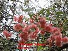 Eucalyptus Torquata (Coralgum)