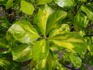 Euonymus Japonica Var Aurea