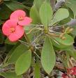 Euphorbia Millii