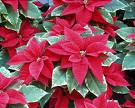 Euphorbia Pulcherrima