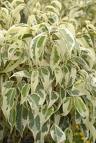 Ficus Benjamina