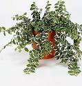 Ficus Pumila