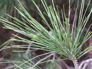 Fıstık Çamı Pinus Pinea