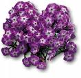 Floms - Alev Çiçeği Phlox