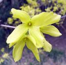 Forsthia Viridissima