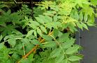 Fraxinus Excelcior