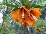 Fritillaria imperialis