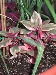 Fuchsia Triphylla Var (Mantilla)