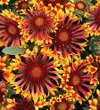 Gaillardia Aristata