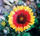 Gayardiya Gaillardia Aristata