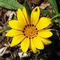 Gazania Nivea