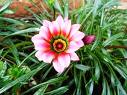 Gazania Sp.
