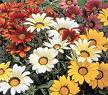 Gazania Splendens (Hort)