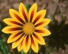 Gazanya Gazania Sp.