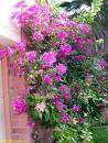 Gelinduvağı , Begonvil Bougainvillea Glabra