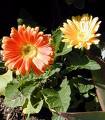 Gerbera Gerbera Jamesonii