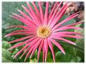 Gerbera Jamesonii